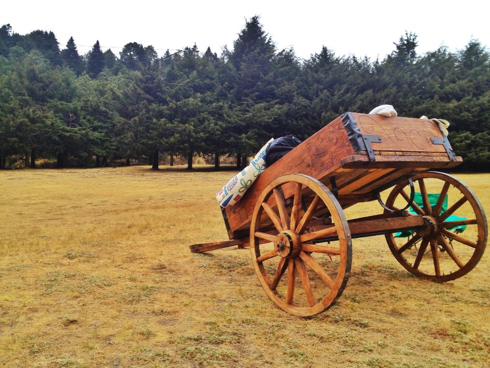 cart in woods